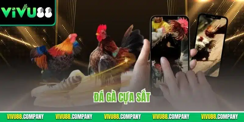 đá gà cựa sắt